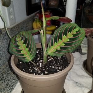 Meet your Posher, Sean